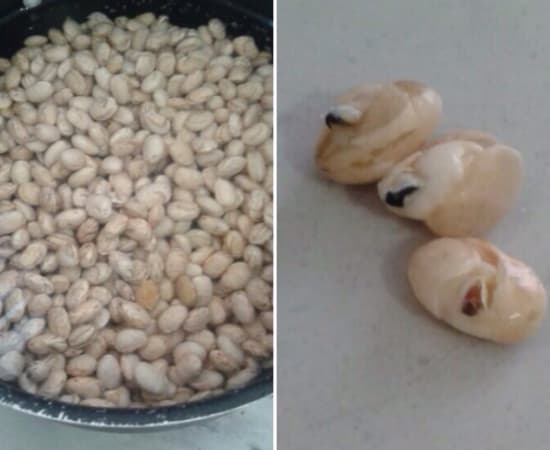FOTO: Alerta sobre feijão tóxico com “bichos” está se espalhando pelas redes sociais e causando preocupação em internautas