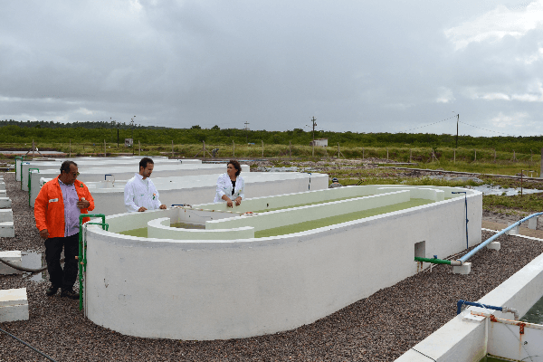 FOTO: UFRN pesquisa diminuição da poluição do ar com cultivo de microalgas