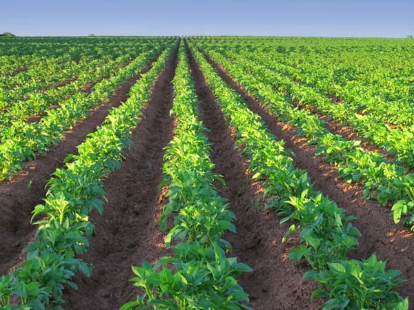 AGRICULTURA: Safra brasileira deverá crescer 13,9% em 2017. Maior aumento no Nordeste, com 51%, diz IBGE