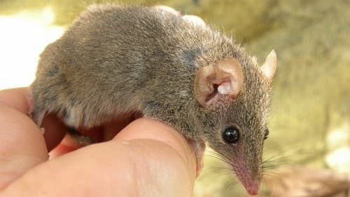 FOTO: Descobertas espécies de rato que faz ‘orgias' de 14 horas e morre