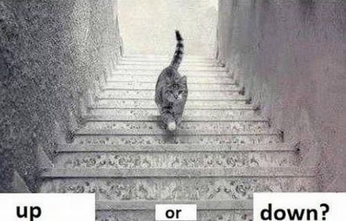 Após "caso do vestido", novo dilema na internet: gato sobe ou desce a escada?