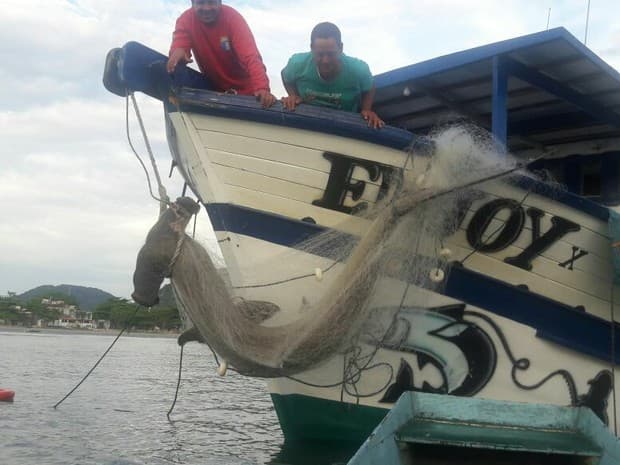 FOTO: Pescador se surpreende ao fisgar tubarão-martelo de 230 kg: ‘Alegria'