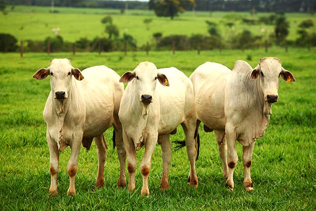 MUITO IMPORTANTE: Brasil faz acordo com EUA para vender carne bovina; negociação se arrastava há 17 anos