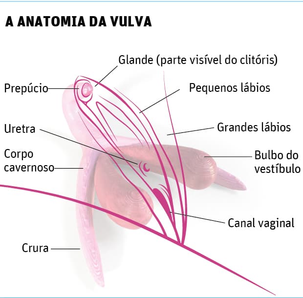 Clitóris 3D ensina anatomia em escolas e desmistifica prazer feminino