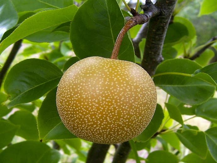 Ciência descobre cura efetiva para a ressaca; fruta realmente acaba com sintomas