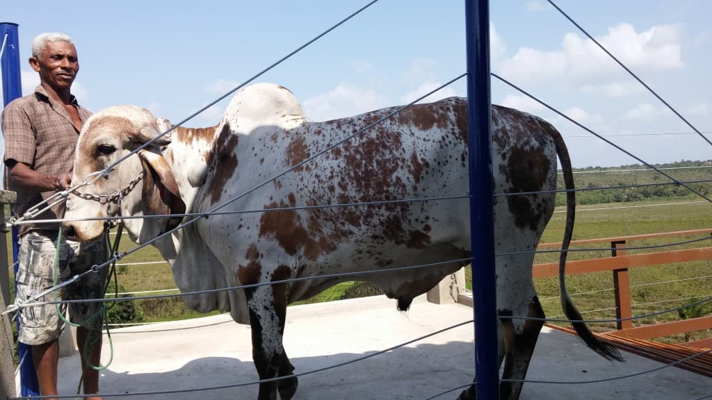 Criadores potiguares promovem leilão de gado leiteiro em fazenda de Extremoz