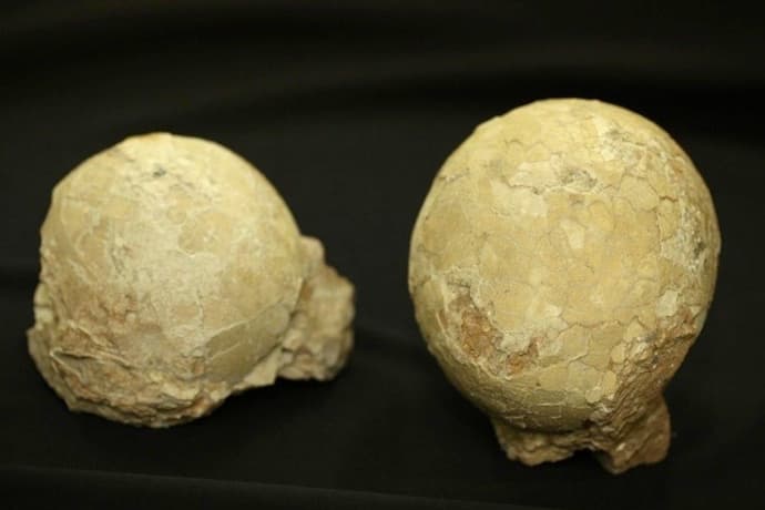 FOTO: Ovos de dinossauro são encontrados ‘intactos' em Minas Gerais