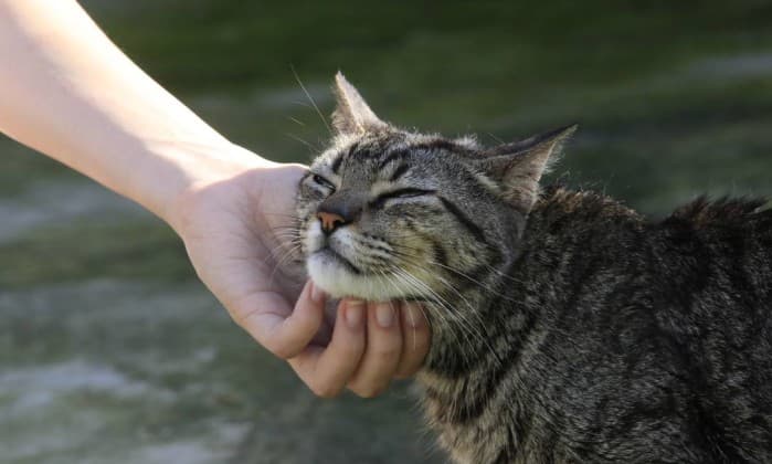 Cresce o número de casos de infecção transmitida por gatos
