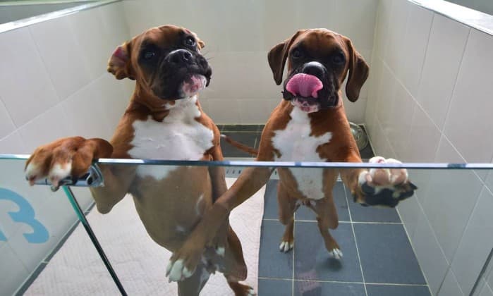 ‘Beijos’ de animais podem provocar grave problema de saúde; mulher contrai grave doença