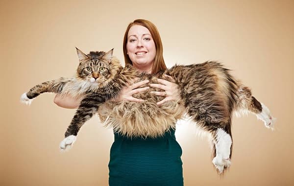 FOTOS E VÍDEO: Gato entra para o livro dos recordes como o maior do mundo