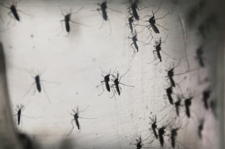 Casos de Chikungunya aumentam 88% em um mês no País