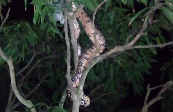 FOTO: Cobra com cerca de três metros é resgatada pela CIPAM em Macaíba