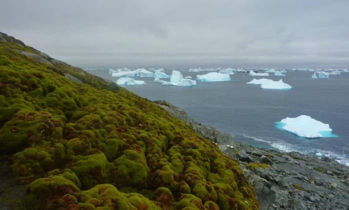 FOTOS: Aquecimento global vai deixando a Antártica verde, aponta estudo