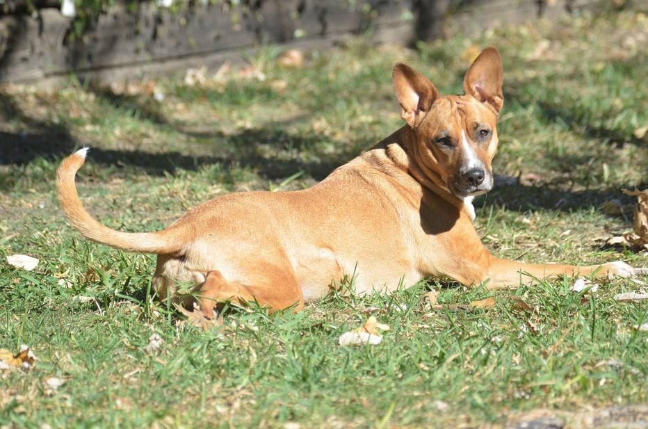 As 10 raças de cachorro preferidas pelos brasileiros