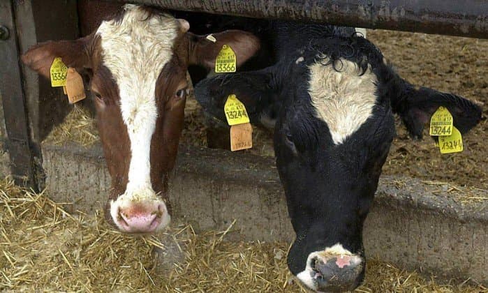 Vacas produzem anticorpos capazes de impedir infecção por HIV