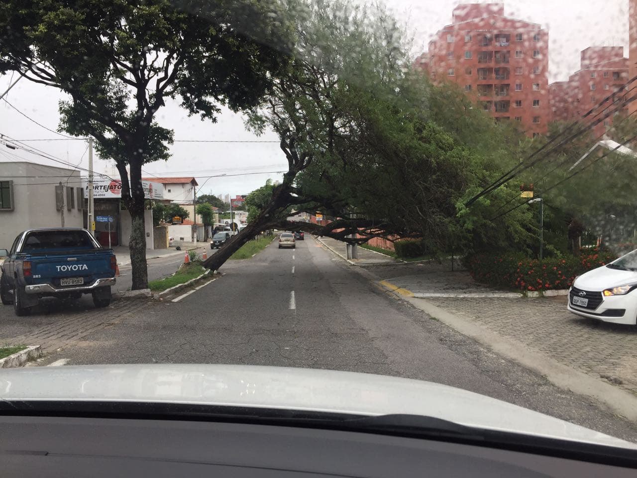 FOTO: Árvore tomba na Avenida Rui Barbosa, em Natal