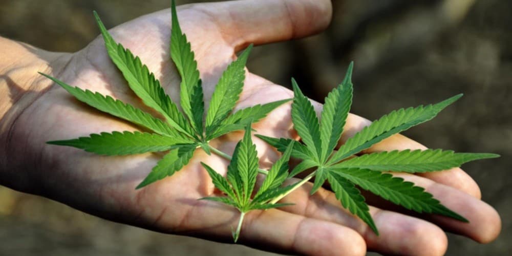 Composto na cannabis pode ser eficaz na destruição de tumores cancerosos