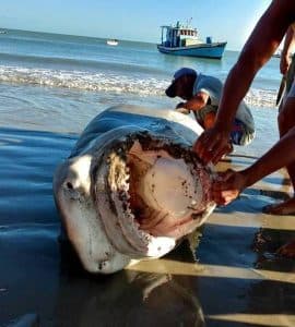Tubarão de quase quatro metros é capturado no Litoral Norte do RN