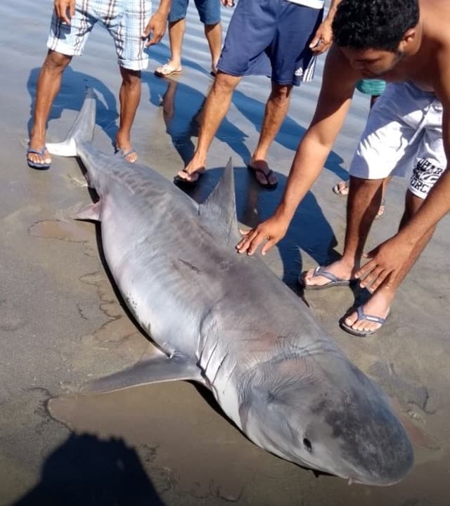 Tubarão-tigre de 3 metros é capturado no litoral Norte potiguar