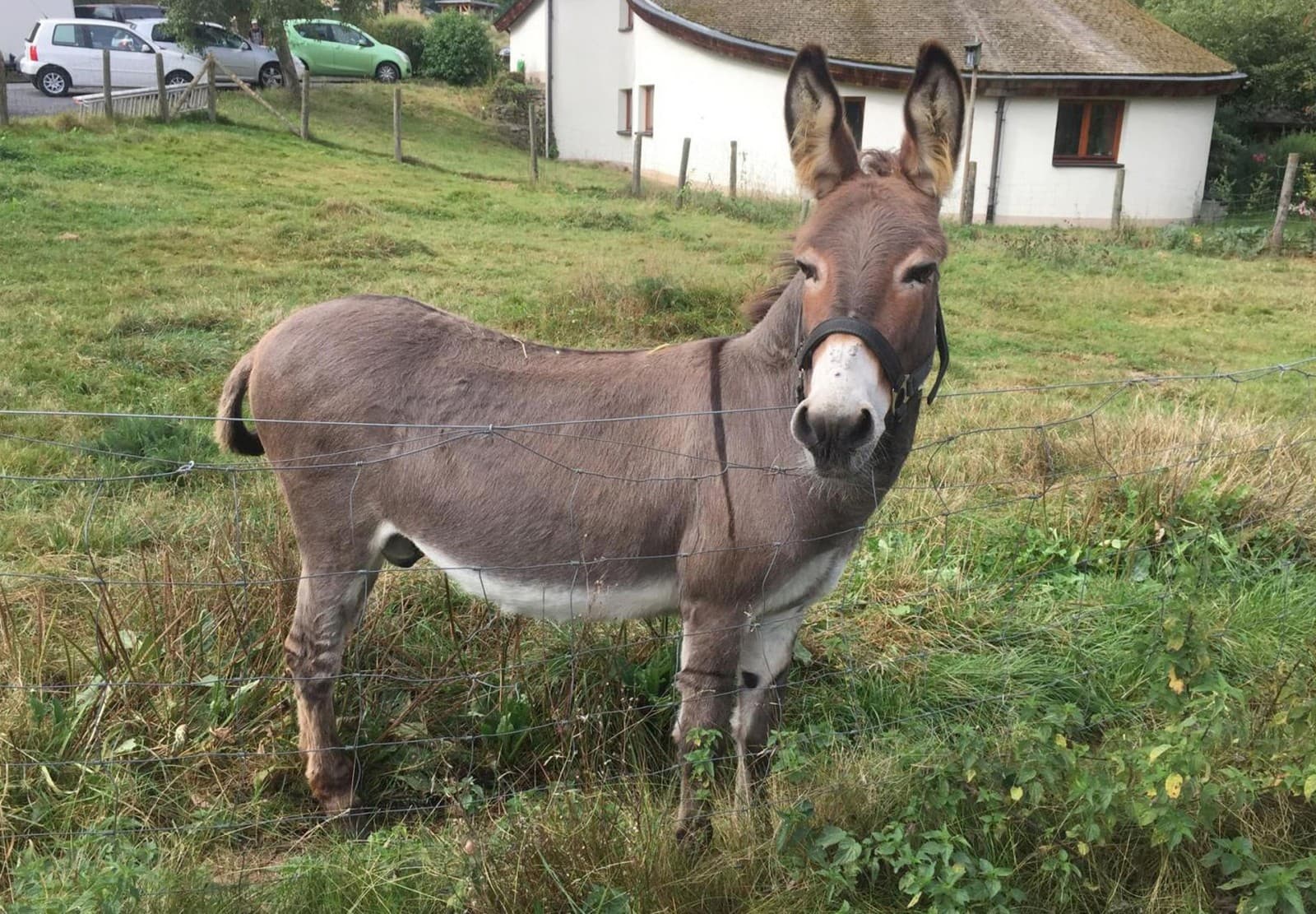 FOTOS: Burro morde carro esportivo na Alemanha, e dono tem que pagar indenização