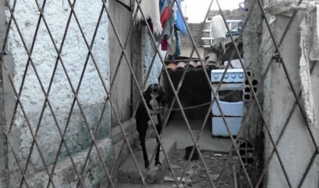 Cresce número de denúncias sobre maus tratos a animais domésticos em Natal