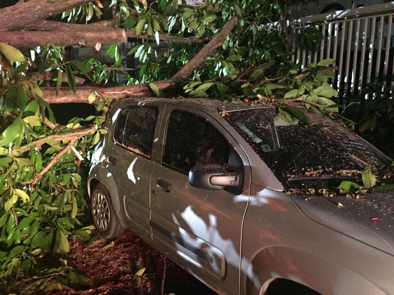 FOTOS: Árvore cai sobre dois carros e uma casa em Lagoa Nova