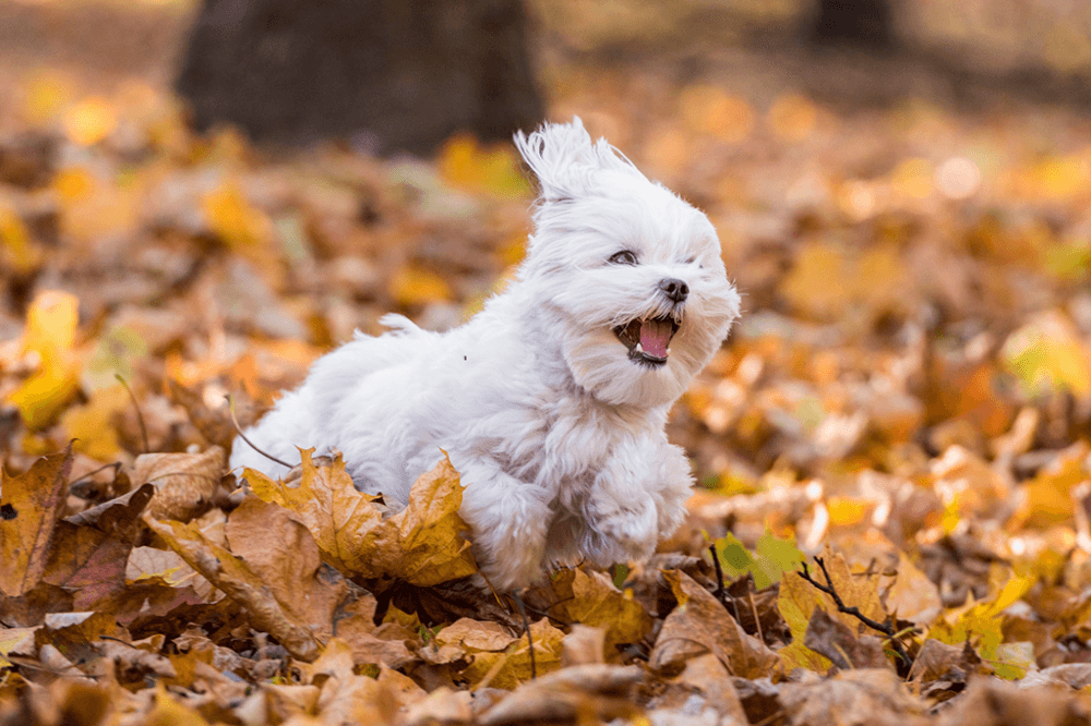 Ciência confirma: nós gostamos mais de cachorros do que de gente