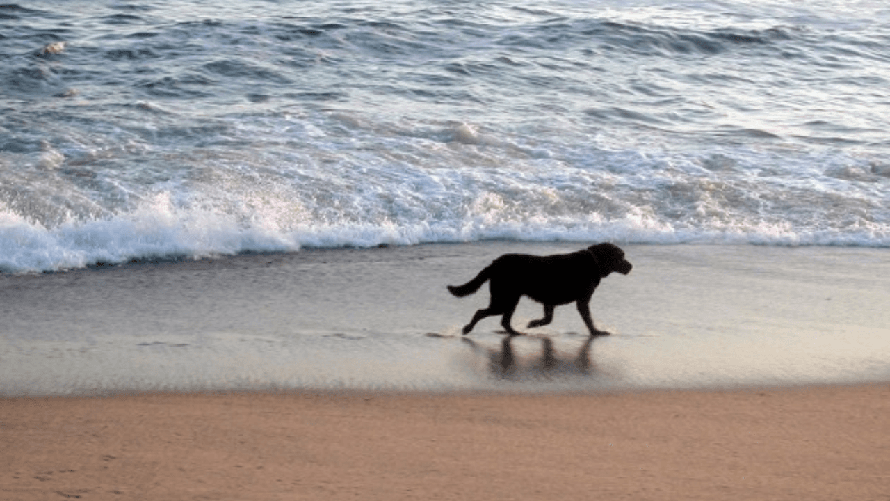 PARNAMIRIM: Saúde irá fiscalizar a presença de animais na orla, com ou sem coleira, acompanhados ou não por seus donos; multa por infração