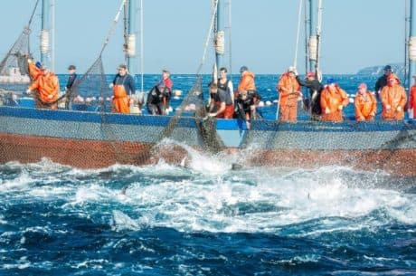 Europa recusa pescado do Brasil a partir desta quarta