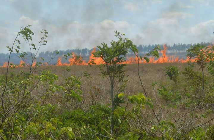 FOTOS: Incêndio na Mata do Pilão, distante 69 km de Natal; população pede ajuda de autoridades