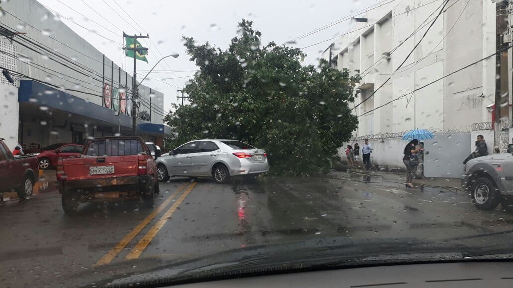 FOTOS: Árvores caem e atingem veículos no Alecrim