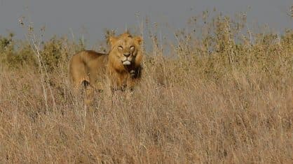 Leões devoram suspeito de ser caçador e deixam só a cabeça na África do Sul