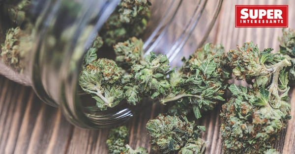 Novo estudo diz que maconha medicinal não funciona para dor crônica