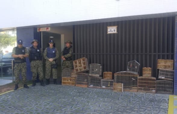 Guarda Municipal em Natal realiza maior resgate de aves silvestres em feira livre do ano