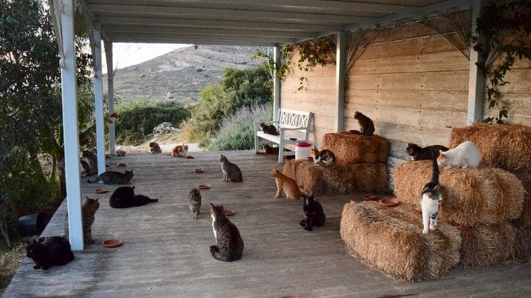 Emprego dos sonhos? Vaga para cuidar de 55 gatos em ilha na Grécia é aberta