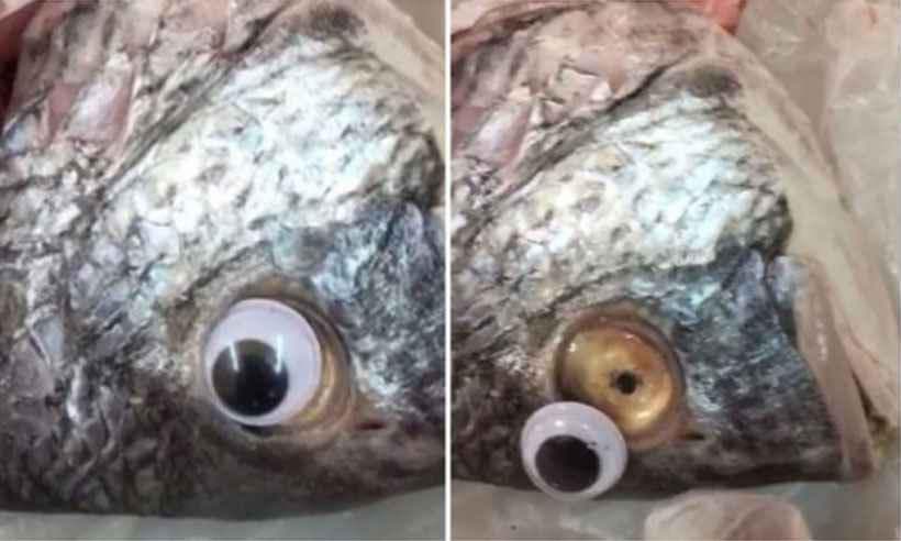 FOTO: Peixaria usa olhos de plástico para deixar peixes com ‘cara de frescos'; estabelecimento é fechado