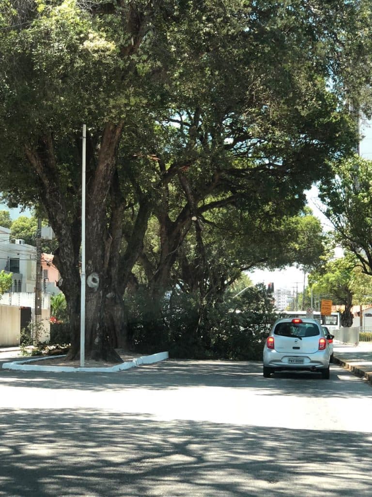 [FOTO] Árvore cai ao lado do Palácio dos Esportes