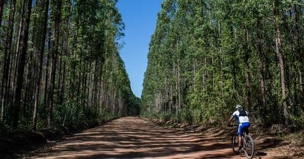 Brasil pode gerar eletricidade a partir de biomassa de florestas