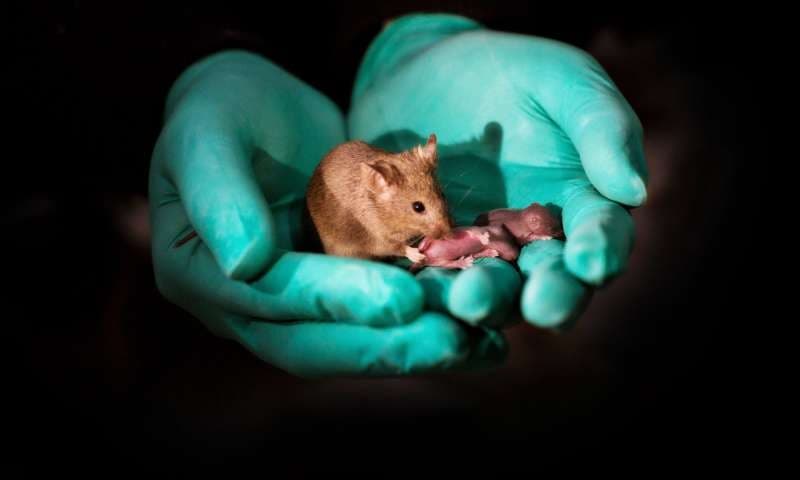 Cientistas fazem dois ratos do mesmo sexo se reproduzirem