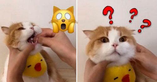 VÍDEO: Técnica de dar remédio para gatos viralizou na internet; especialistas comentam