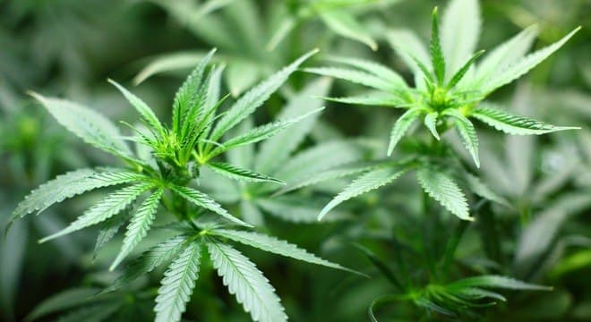 Maconha diminui contagem de espermatozoides, segundo estudo