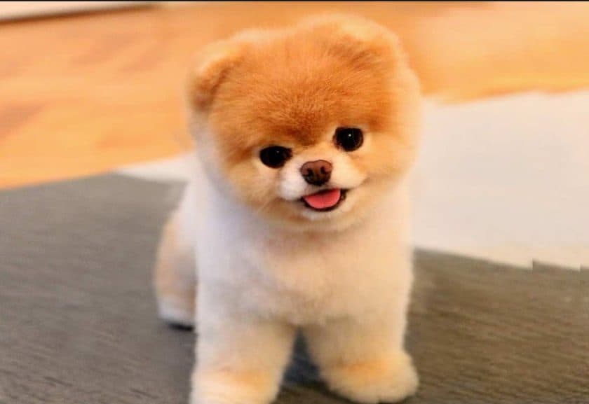 Morre Boo, "o cachorro mais fofo do mundo"