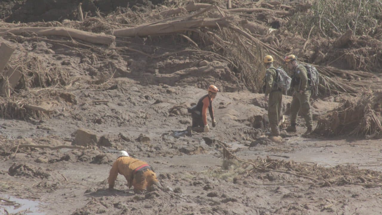 Animais presos em lama são sacrificados com tiros e injeções letais em Brumadinho (MG) "em casos que não há opção"