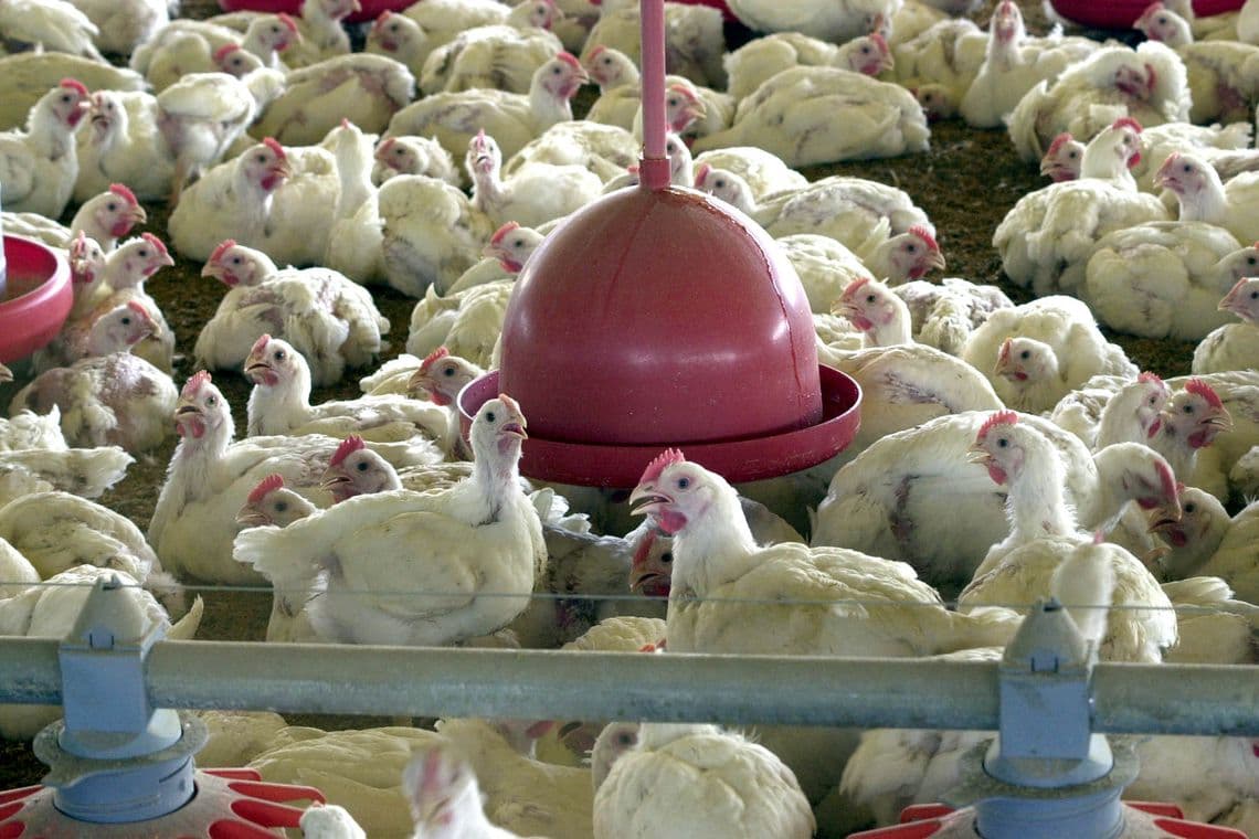 Por suspeita de contaminação dos produtos por Salmonella enteritidis, Anvisa proíbe venda de lotes de frango da Perdigão