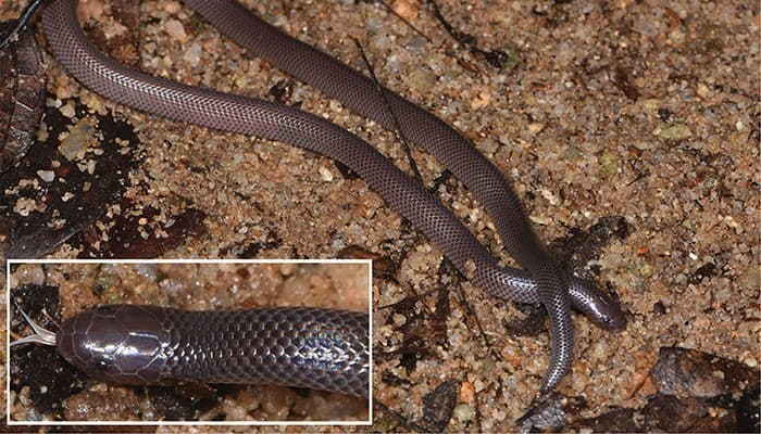 Nova espécie de cobra pode te envenenar sem abrir a boca; animal ataca de lado e tem a capacidade de pular a distância de seu tamanho