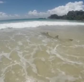 VÍDEO: Tubarão de 2m é flagrado próximo à faixa de areia em Fernando de Noronha