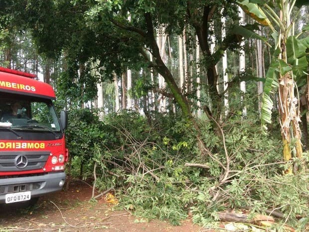 Bombeiros do RN atendem 158 ocorrências de árvores em iminente perigo no 1º trimestre