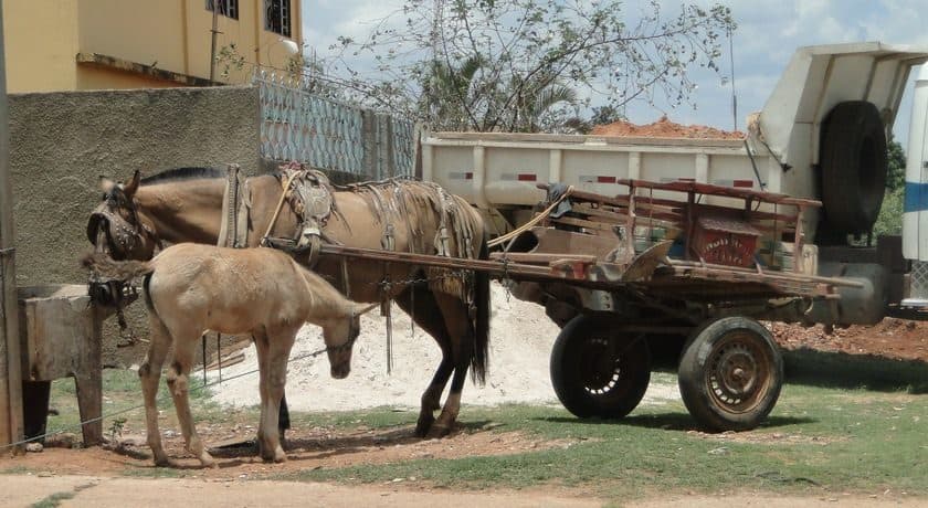 Prazo para retirada de carroças das ruas de Natal é prorrogado por um ano, decide Câmara de Vereadores