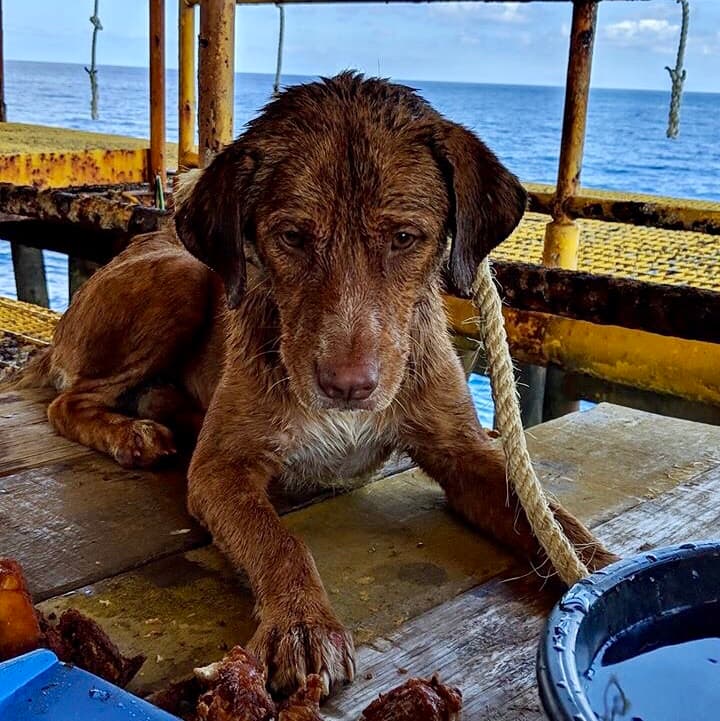 FOTOS E VÍDEO: Cachorro é resgatado em alto-mar por trabalhadores de plataforma de petróleo após nadar mais de 200 km