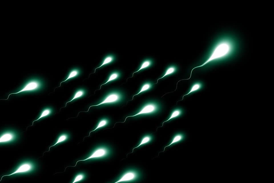 Poluição e drogas afetam fertilidade masculina, mostra estudo da USP